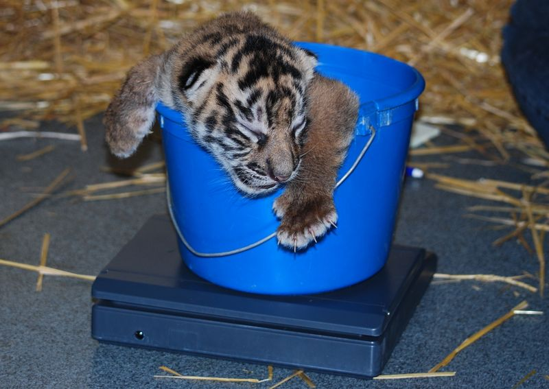 Illustration for article titled ZOMG BABY SUMATRAN TIGERS!!!